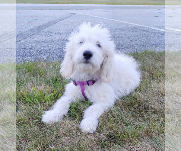 Medium Photo #1 Pyredoodle Puppy For Sale in Croydon, NH, USA