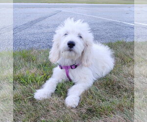 Pyredoodle Dogs for adoption in Croydon, NH, USA