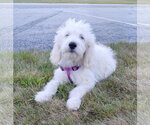 Poppy - Female Pyredoodle Dog for Adoption - Small photo