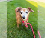 Small #7 Chiweenie