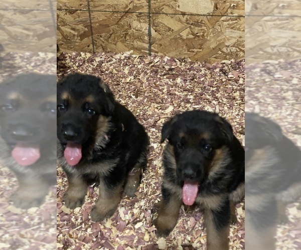 Medium Photo #1 German Shepherd Dog Puppy For Sale in WESTBY, WI, USA
