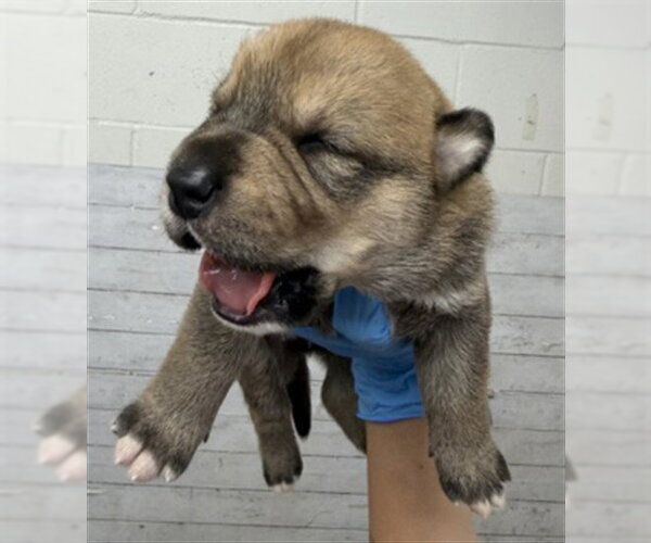 Medium Photo #2 Mutt Puppy For Sale in San Bernardino, CA, USA