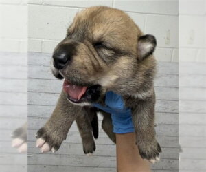 VENUS - Male Labrador Retriever-Unknown Mix Dog for Adoption - Photo #2