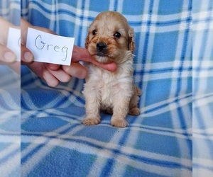 Cocker Spaniel-Poodle (Miniature) Mix Puppy for sale in CLARKRANGE, TN, USA