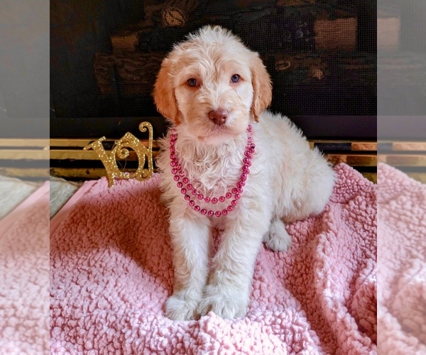 Medium Photo #1 Labradoodle Puppy For Sale in AURORA, IN, USA