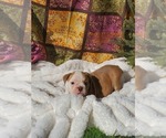 Small Photo #36 English Bulldog Puppy For Sale in ALBUQUERQUE, NM, USA