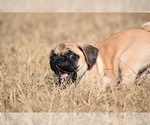 Small #6 Pug