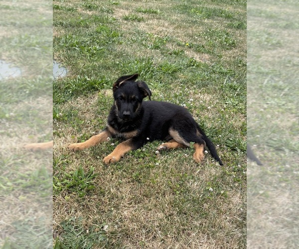 Medium Photo #1 German Shepherd Dog Puppy For Sale in BRUSH PRAIRIE, WA, USA