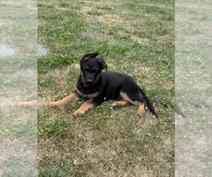 Medium German Shepherd Dog