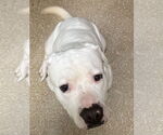 Small #10 American Bulldog