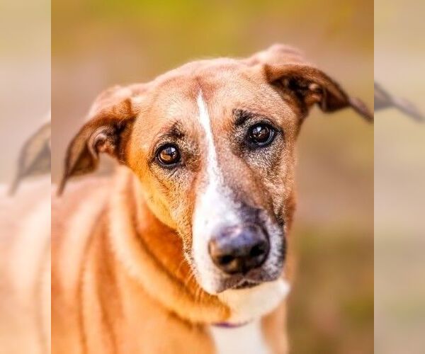 Medium Photo #2 Mutt Puppy For Sale in columbia, SC, USA