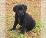 Small #1 Labrador Retriever Mix