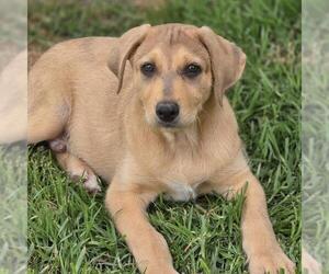 Labrador Retriever-Unknown Mix Dogs for adoption in San Diego, CA, USA