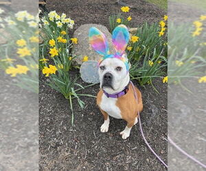 Violet Beauregarde Lonestar - Female Boxer-Unknown Mix Dog for Adoption - Photo #4
