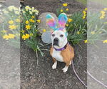 Small #3 Boxer Mix