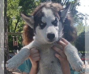 Siberian Husky Puppy for Sale in FLORENCE, South Carolina USA