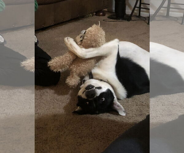 Medium Photo #2 Mutt Puppy For Sale in Fort Collins, CO, USA