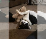 Small #1 Mutt