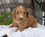 Small Photo #69 Cavapoo Puppy For Sale in GOSHEN, IN, USA