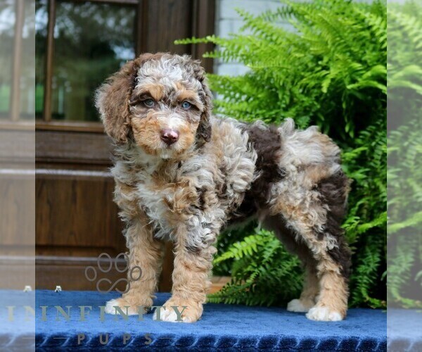 Medium Photo #5 Bernedoodle (Miniature) Puppy For Sale in NARVON, PA, USA