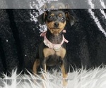 Puppy Cassidy AKC Miniature Pinscher