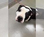 Small American Bulldog Mix
