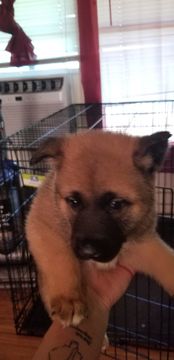 Medium Photo #1 Akita Puppy For Sale in BROOKSIDE, PA, USA