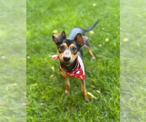 Medium Photo #5 Miniature Pinscher-Whippet Mix Puppy For Sale in Salt Lake City, UT, USA