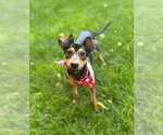 Small #4 Miniature Pinscher-Whippet Mix