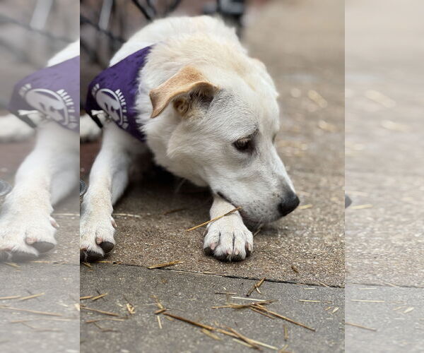 Medium Photo #5 Great Pyrenees-Unknown Mix Puppy For Sale in Fort Worth, TX, USA