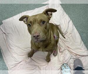 American Staffordshire Terrier-Unknown Mix Dogs for adoption in Tallahassee, FL, USA