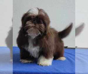 Shih Tzu Puppy for sale in BRANDON, FL, USA