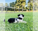 Small #6 Miniature Australian Shepherd