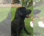 Small #1 Labrador Retriever Mix