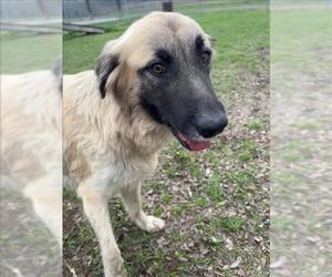 Anatolian Shepherd-Unknown Mix Dogs for adoption in Conroe, TX, USA