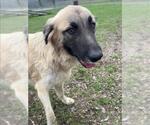 Small Anatolian Shepherd Mix