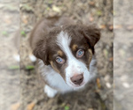 Small Photo #8 Australian Shepherd Puppy For Sale in DOVER, FL, USA