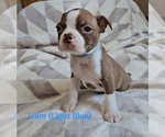 Puppy LIAM LT BLUE Boston Terrier