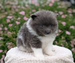 Small Photo #45 Pomeranian Puppy For Sale in GOSHEN, IN, USA