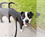 Small #13 American Bulldog-American Staffordshire Terrier Mix