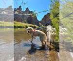Small Photo #5 Great Pyrenees Puppy For Sale in Spring, TX, USA