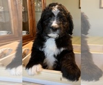 Small Photo #9 Bernedoodle Puppy For Sale in CANTON, MI, USA
