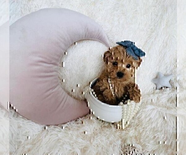 Medium Photo #2 Poodle (Toy) Puppy For Sale in WEST PALM BEACH, FL, USA