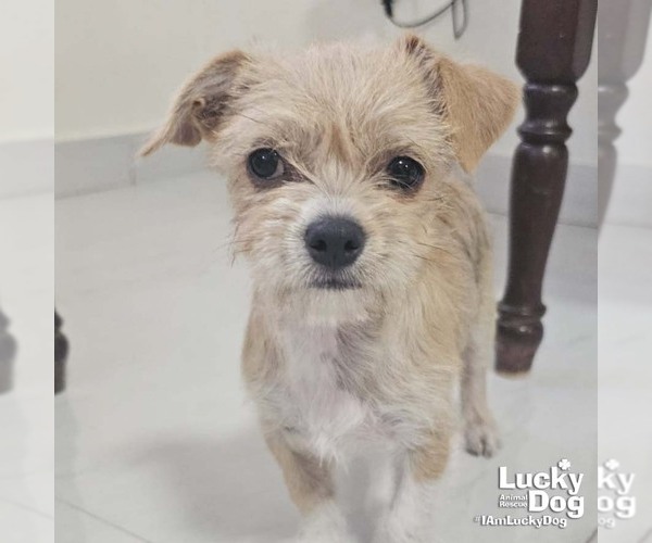 Medium Photo #3 ShiChi Puppy For Sale in Washington, DC, USA