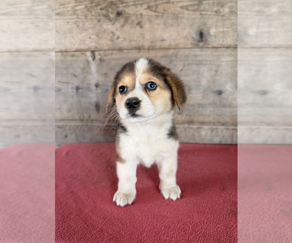 Medium Photo #4 Pembroke Welsh Corgi Puppy For Sale in VERMONTVILLE, MI, USA