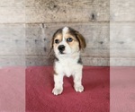 Litter of 2 - Male(s) and Female(s) Pembroke Welsh CorgiLitter of Puppies for Sale - Photo #4