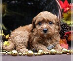 Small #4 Cavapoo