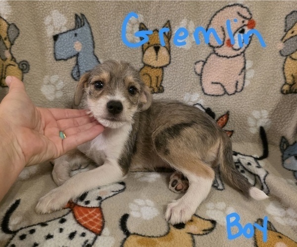 Medium Photo #20 Chizer Puppy For Sale in MONTEZUMA, GA, USA