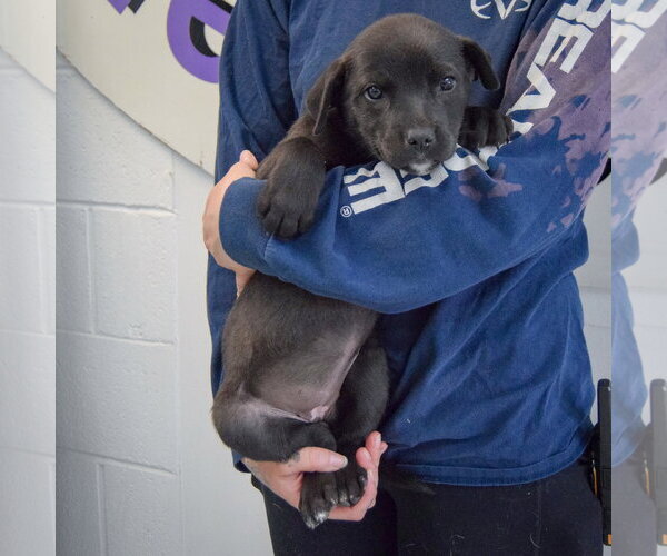 Medium Photo #4 Golden Retriever-Unknown Mix Puppy For Sale in Huntley, IL, USA