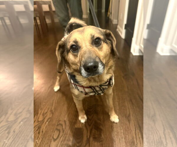 Medium Photo #1 Beagle-Unknown Mix Puppy For Sale in Arlington, VA, USA